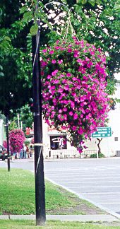 Hanging Baskets from Promote Oxford Now