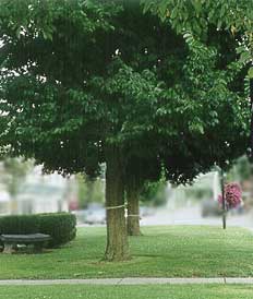 LaFayette Park trees